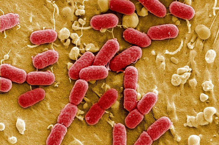 bacteria
