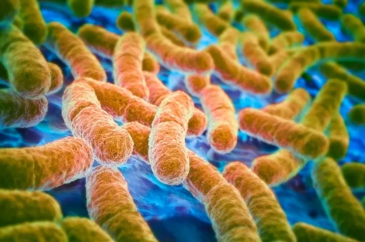 bacteria